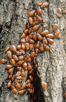 Poland Nature Photography Drucke: Firebugs