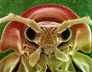 Scanning Electron Micrograph SEM Images Drucke: Firefly head, SEM C016 / 9413