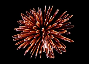 Time Exposure Technique Drucke: Fireworks