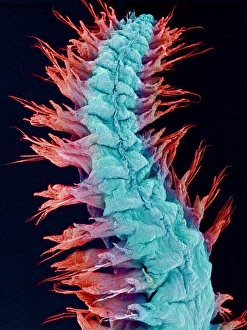 Polychaete Worms Drucke: Fireworm, SEM