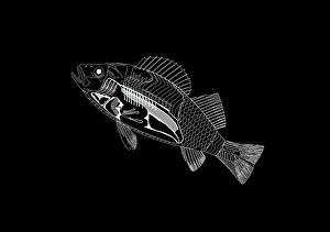 Bony Fish Anatomy Drucke: Fish anatomy, artwork