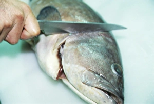 Protein Rich Food Drucke: Fish preparation