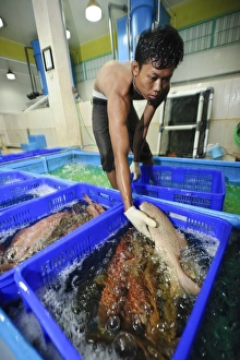 Drucke von Fischverarbeitungsanlage Indonesien. Im Pulau-Mas-Betrieb in Denpasar auf Bali im indonesischen Archipel werden lebende Grunt gefangen und verarbeiten Bilder Datiert 2013 Februar: Fischverarbeitungsanlage in Indonesien