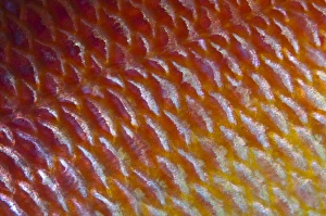 Maldives Marine Life Drucke: Detail of fish scales