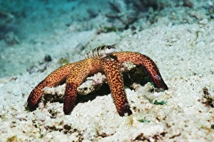 Bilder vom 6. Oktober 2011: Fisch auf einem Starnackel