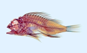 Drucke von Fisch, farbtes Röntgenbild. Dies ist eine Art Schorpenfische (Ordnung Scorpaeniformes). Sein großes Auge Loch und stark bewegliche Flossen sind deutlich sichtbar Bilder Datiert 2002 August: Fisch, Röntgenstrahlung
