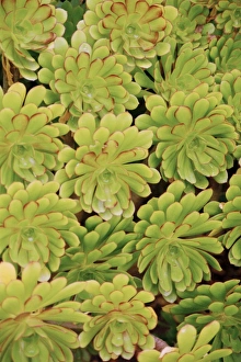 Aeonium Arboreum Drucke: Fisiulera plants