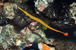 Rinca Island Wildlife Drucke: Flagtail pipefish with eggs