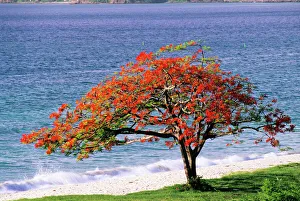 Drucke von Der prächtige Baum (Delonix regia) am Strand Bilder Datiert 2004 Oktober: Scharfes Blattbaum