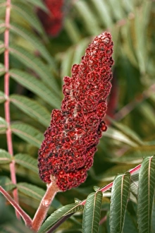 Tropical Trees Drucke: Flame Tree (Rhus taphrina)
