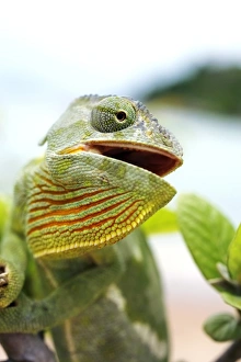 Chamaeleo Dilepsis Drucke: Flap-necked chameleon