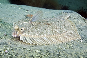 Gerahmter Druck : Flatfish. Plattenfische (Pleuronectes sp.) auf dem Meeresboden Gerahmter Druck : Flatfish. Plattenfische (Pleuronectes sp.) auf dem Meeresboden