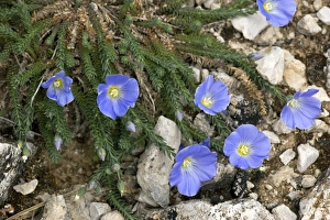 Mediterranean Botanicals Drucke: Flax (Linum punctatum)