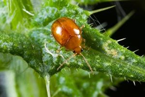 Insect Photography Poland Drucke: Flea beetle on a thistle