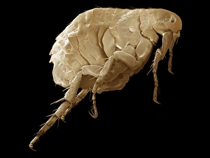 Drucke von Flea: Farbige Rastertunnelmikroskopie (SEM) eines Flederschafens (Reihenordnung Siphonaptera), das auf einem Maniervolf gefunden wurde (Chrysocyon brachyurus) Bilder Datiert 2006 Oktober: Mehlfeusel, SEM