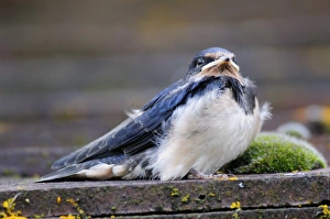 Bilder Datiert 19. März 2013: Jungvogel Schwämmchen
