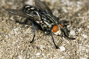 Insect Feeding Habits Drucke: Flesh fly