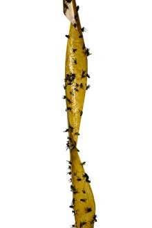 Insekten, die auf Fliegenpapier gefangen sind