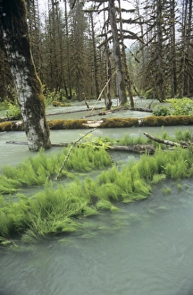 Flooded Forest Drucke: Flooded forest