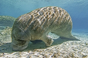Florida Manatee Drucke: Florida manatee feeding