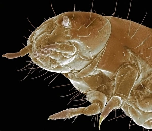 Scanning Electron Micrograph SEM Images Drucke: Flour beetle larva, SEM