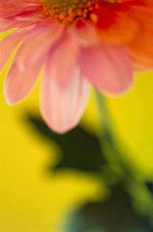 Detailed Flower Photography Drucke: Flower