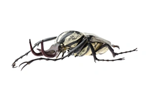 Beetle Images Drucke: Flower beetle