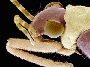 Compound Eyes Insect Drucke: Flower bug, SEM