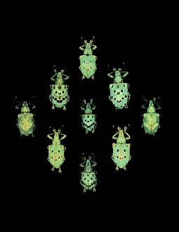 Nectar Feeding Insects Drucke: Flower chafer beetles