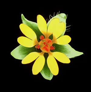 Blume der Knabberklee