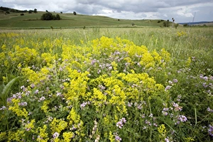 Wildflower Meadows In Europe Drucke: Flower meadow