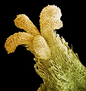 Plant Reproductive Structures Drucke: Flower stigma, SEM