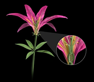 Plant Reproduction Drucke: Flower structure, artwork C017 / 7232