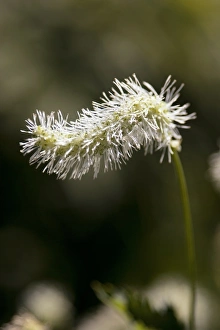Ornamental Grasses Drucke: Flowering grasshead