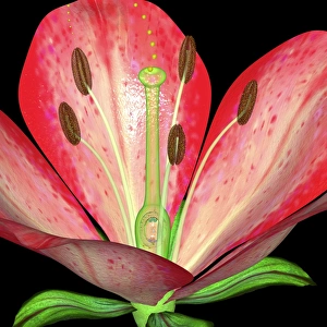 Plant Reproduction Process Drucke: Flowers reproductive structures, artwork