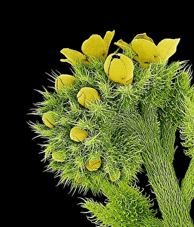 Drucke von Blumen, farbiges Rasterbild mit Elektronenmikroskop (SEM), von unbekannten Wildblüten, Größen nicht bekannt Bilder Datiert 2002 November: Blumen, SEM