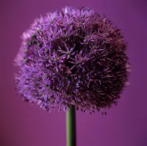 Drucke von Zwiebelpflanze (Allium spp.) Botanische Drucke: Knoblauchblume ( Alliium sp.)