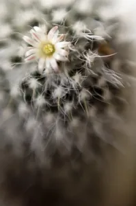 Cactus Flower Close Up Drucke: Cactus