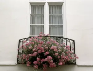 Pelargonium Species Drucke: Geraniums in a window box