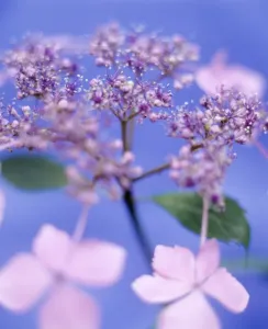 Hydrangea Flowers Drucke: Hydrangea flowers (Hydrangea macrophylla)
