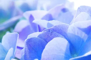 Blume Drucke: Hydrangea (Hydrangea macrophylla)