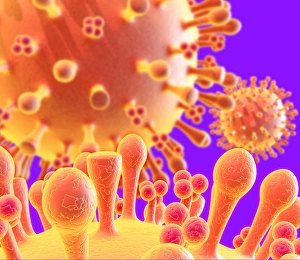 Flu Virus Structure Drucke: Flu virus particles, artwork