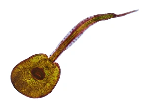 Light Micrograph Images Drucke: Fluke larva, light micrograph