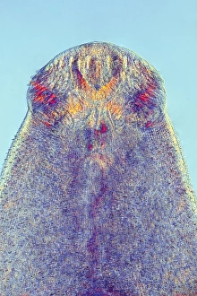 Drucke von Flukeschwamm. Lichtmikroskopische Abbildung einer Schnittstelle durch den Kopf eines Echinostoma revolutum Parasiten- Trematoden (Schwammschlange) Wurmer Bilder Datiert 2012 Februar: Fledermauswurm, Lichtmikroskop