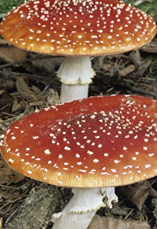 Toxic Mushrooms Drucke: Fly Agaric