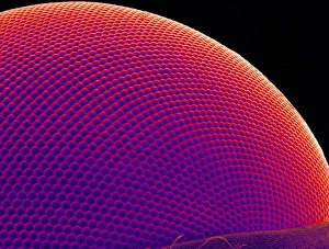 Scanning Electron Microscope Images Drucke: Fly compound eye, SEM