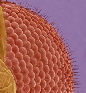 Ommatidia Structure Drucke: Fly eye, SEM
