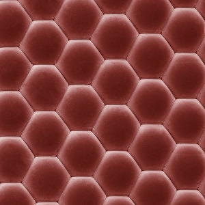 Flugaugenlese, SEM C014/4848