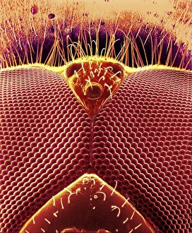 Compound Eye Structure Drucke: Fly eyes, SEM