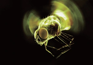 Compound Eye Insect Drucke: Fly in flight, computer artwork